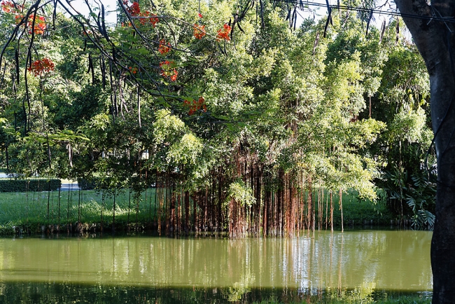 Promenade à Suan Luang avec Potter-001